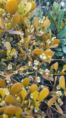 Dendrophthora clavata