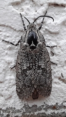 Prionoxystus