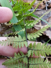 Myriopteris alabamensis image