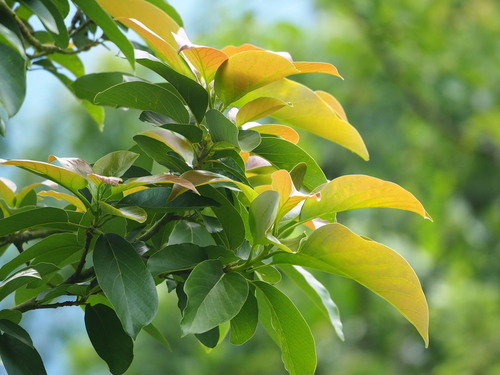 Image of Syzygium samarangense by no rights reserved