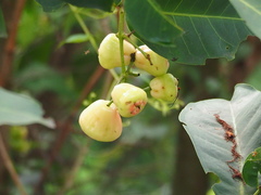 Syzygium samarangense