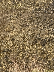 Cyprinodontidae