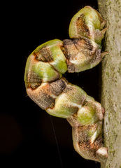 Racotis boarmiaria