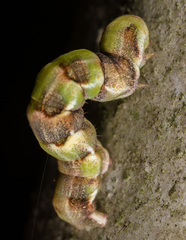 Racotis boarmiaria