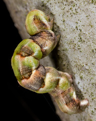 Racotis boarmiaria