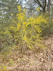 Forsythia viridissima