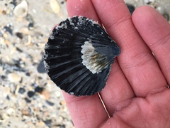 Argopecten irradians concentricus