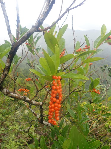 Citharexylum caudatum