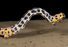 Epobeidia tigrata tigrata