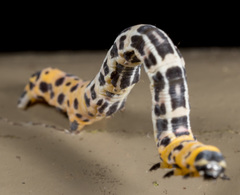 Epobeidia tigrata tigrata