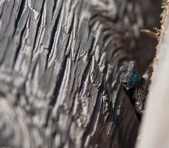 Sceloporus occidentalis becki