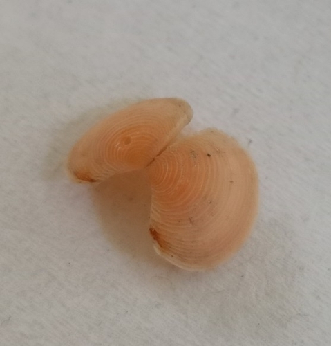 Spiny Myrtea