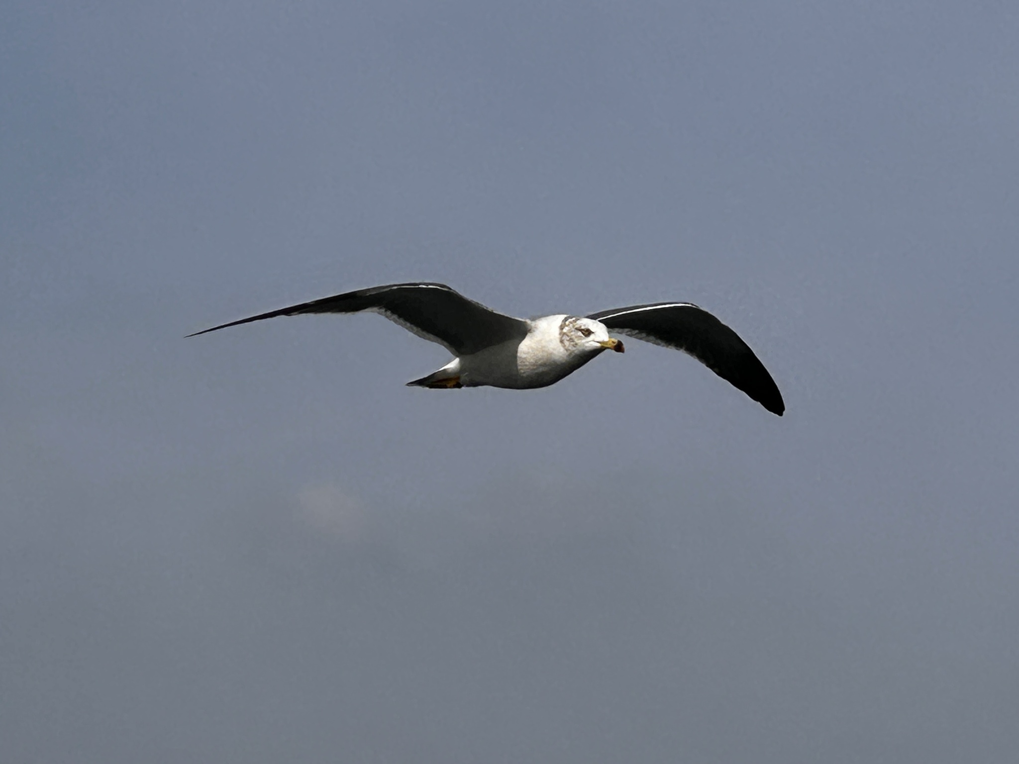 Black-tailed Gull