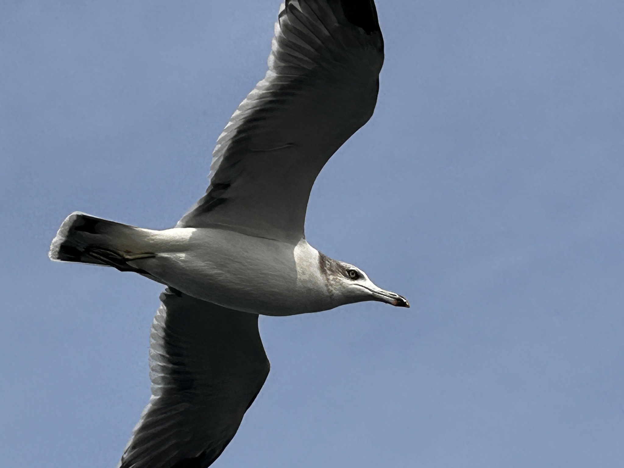 Black-tailed Gull