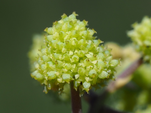 Stephania tetrandra S.Moore