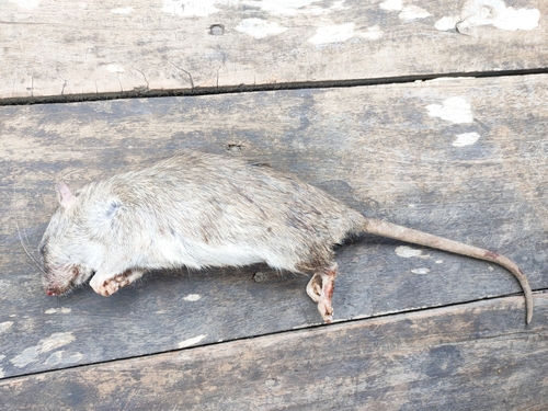 Little Indochinese Field Rat (Rattus sakeratensis) — Data Deficient Mammalia