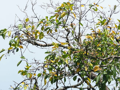 Cordia dichotoma iNat (3)