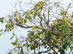 Sebesten (Cordia dichotoma)
