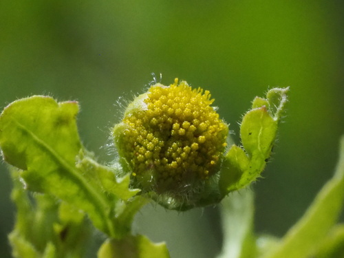 Image of Grangea maderaspatana by no rights reserved