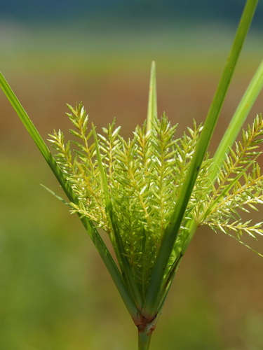 Image of Cyperus digitatus by no rights reserved