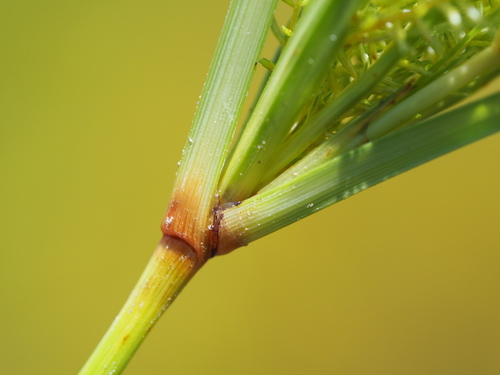 Image of Cyperus digitatus by no rights reserved