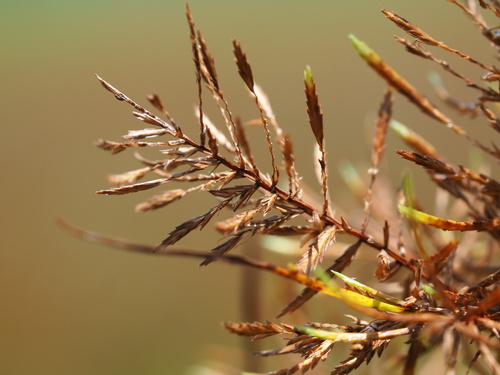 Image of Cyperus digitatus by no rights reserved