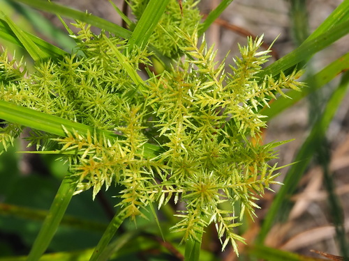 Image of Cyperus digitatus by no rights reserved