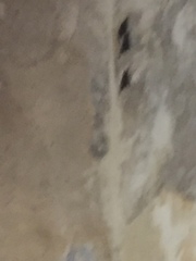 Emballonuridae