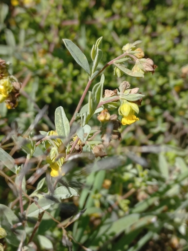 Image of Hermannia lavandulifolia by (c) Brian du Preez, some rights reserved (CC BY-SA)