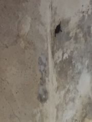 Emballonuridae