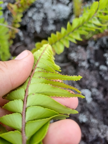 Image of Nephrolepis abrupta by (c) Amelie Jorns, some rights reserved (CC BY)
