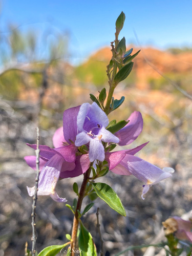 Prostanthera magnifica, photograph 2