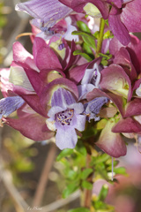 Prostanthera magnifica, photograph (c) Ursina Gringer, some rights reserved (CC BY)