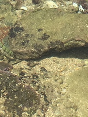Acanthurus triostegus