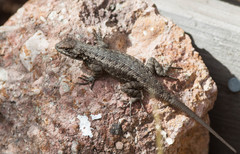 Sceloporus occidentalis becki