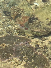 Acanthurus triostegus