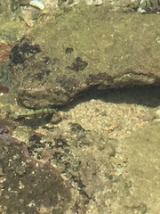 Acanthurus triostegus