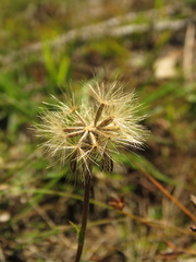 Noticastrum marginatum