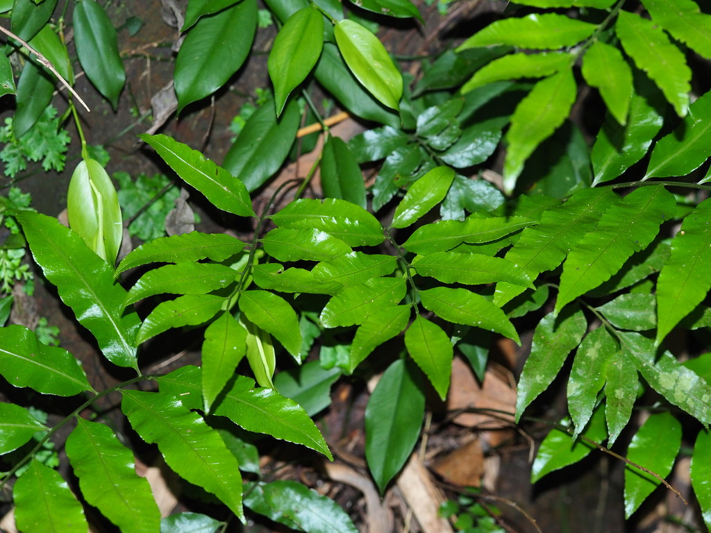 Bolbitis scalpturata (Bolbitis scalpturata)