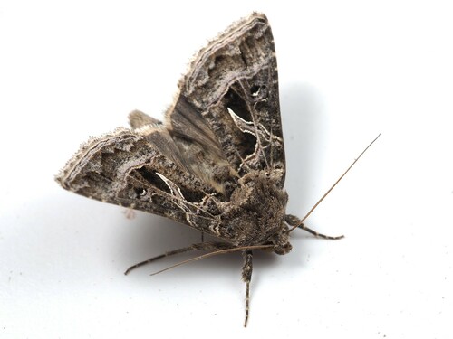 Thysanoplusia daubei