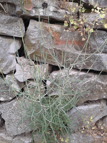 chondrila prútnatá (Chondrilla juncea)