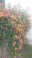 Lantana camara