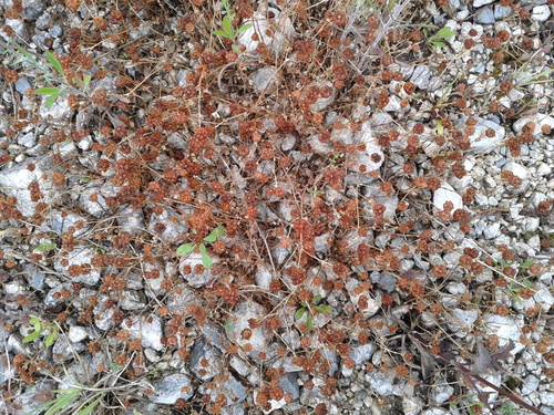Djetelina (Trifolium)