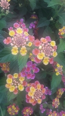 Lantana camara