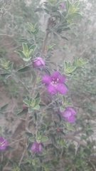 Leucophyllum frutescens