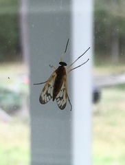 Rhagio albicornis