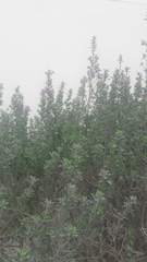 Leucophyllum frutescens