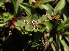 Euphorbia orbiculata