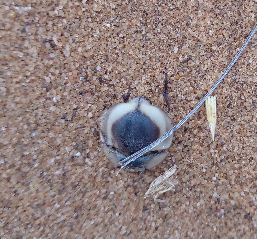 Lepidochora porti