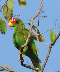Yellow-Lored Parrot photo 3